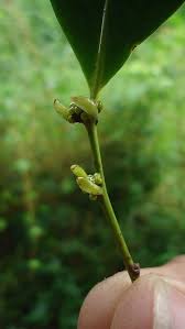 Image result for Chaetocarpus