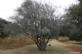 Image result for Diospyros lycioides