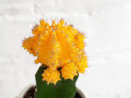 Maybe you would like to learn more about one of these? Ruby Ball Cactus Moon Cactus Plant Care Growing Guide