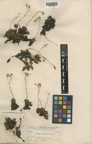 Image result for Maerua becquetii
