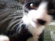 Mon chat boite - Forum Soigner son chat - Europen - Wamiz