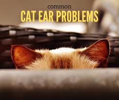 Scratching is a natural behavior for cats. Cat Ear Problems Pethelpful