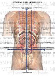 Another simpler way to divide the abdominopelvic cavity is in four quadrants. Abdominal Quadrants And Lines Posterior View Medical Art Works