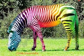 Dazz is created with crochet, made with a unicorn horn. Rainbow Zebra By Hella98 On Deviantart