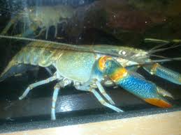 Udang Kara Air Tawar Udang Kara Air Tawar