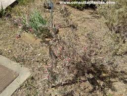 Image result for Searsia dentata