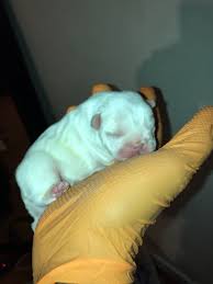 So check petful's pet adoption search now to see if the perfect one is. French Bulldog Puppies For Sale Chester Va 327622