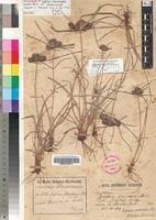 Image result for Cyperus macrocarpus