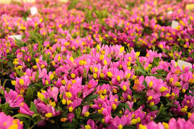 Image result for Polygala gazensis