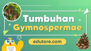 Berikut kriteria pengusaha sukses yang bisa kita amati dan tiru orang yang sukses selalu menyediakan pelayanan dan produk yang baik yang dibutuhkan oleh. Tumbuhan Gymnospermae Pengertian Ciri Klasifikasi Siklus Contoh