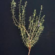 Image result for Aptosimum marlothii