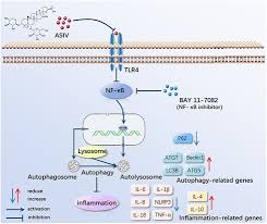 If you need a rollback of uc browser, check out the app's version history on uptodown. Induction Of Autophagy Via The Tlr4 Nf Kb Signaling Pathway By Astragaloside Contributes To The Amelioration Of Inflammation In Raw264 7 Cells Sciencedirect