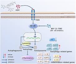 Claim your free 20gb now Induction Of Autophagy Via The Tlr4 Nf Kb Signaling Pathway By Astragaloside Contributes To The Amelioration Of Inflammation In Raw264 7 Cells Sciencedirect