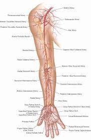 In the upper limb, you can find a complex network of arteries that supply structures in this region with oxygenated blood. 10 Staggering Drawing The Human Figure Ideas In 2021 Arteries Anatomy Human Anatomy And Physiology Medical Knowledge