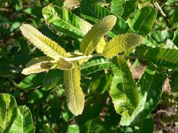 Image result for Quercus acutissima