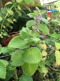 Image result for Coleus amboinicus