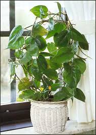 Latin Name Philodendron Scandens Common Name Heartleaf Philodendron Type Houseplant Hanging Plants Philodendron Plant House Plants