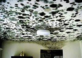Black Mould On Bathroom Ceilings And Walls Black Mould Removal Black Mould Treatment Diy Doctor
