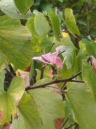 Image result for Bauhinia monandra