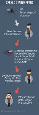 All four dengue viruses are spread primarily through the bite of an infected aedes species (ae. Dengue And Dengue Fever Symptoms Causes Diagnosis Treatment Prevention