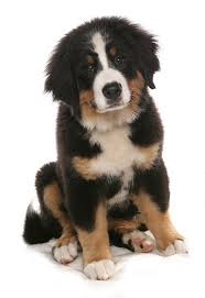 The broad head is flat on the top with a moderate stop. Pin On Mascotas