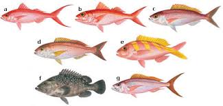 Division Of Aquatic Resources Bottom Fishing
