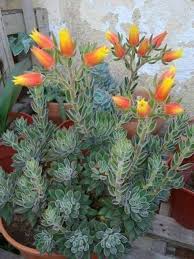 Succulent with tall orange flowers. Pin By Yasna Moreno On Florcitas Maravillosas Tall Succulents Flowering Succulents Planting Succulents