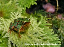 Thank you very much for quizzing with us. 12 Best Amphibian Facts For Your Pub Quiz Durrell
