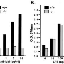 Analysis of RAG expression and L chain gene recombinations in...