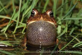 Many scientists believe that these weird animals are a good biological. The Songs Of Frogs And Toads
