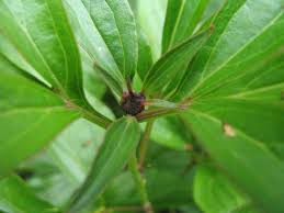 Bordeaux sprays applied against phytophthora blight and the leaf blotch disease are effective against these. Peony Problems