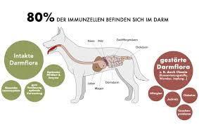 Maybe you would like to learn more about one of these? Darmsanierung Beim Hund Fur Eine Gesunde Darmflora