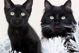 Find many great new & used options and get the best deals for bombay cat owner's manual. Felix Calendars Going On Sale But You Ll Have To Be Quick As Only 1 500 Produced Yorkshirelive