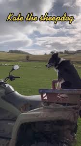 Kate the Sheepdog: Happy Dog