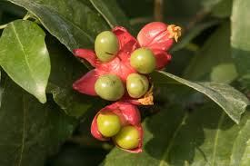 Image result for Ochna ovata
