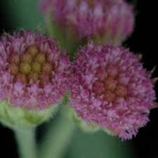 Image result for Litogyne gariepina