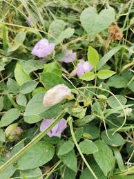 Image result for Centrosema pubescens