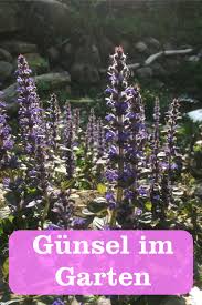 Gunsel Im Garten Gartenbob De Der Garten Ratgeber Gartenpflanzen Garten Garten Pflanzen