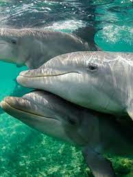 Dolphins Ocean Animals Animals Beautiful Sea Animals