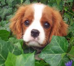 Emma The Cavalier King Charles Spaniel Cavalier King Charles King Charles Dog Cavalier King Charles Spaniel