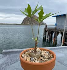 Image result for Cussonia corbisieri