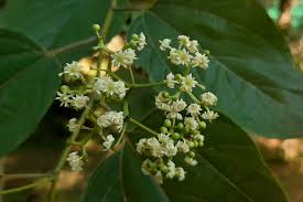 Image result for Hovenia dulcis