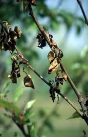 Image result for Pycreus permutatus