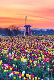 Wooden Shoe Tulip Farm At Sunset Netherlands By David Wang Pretty Landscapes Tulip Fields Netherlands Windmill Images