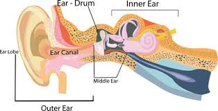 If a conductive hearing loss occurs in conjunction with a sensorineural hearing loss, it is referred to as a mixed hearing loss. Types Of Hearing Loss Cdc