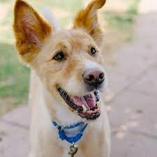 20 Irresistibly Cute Photos Of Mixed Breed Dogs Dog Breeds Mixed Breed Dogs Cute Dog Mixes