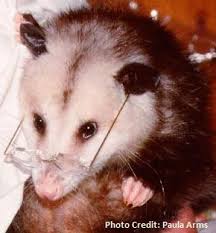 They eat pet food left outside and may raid compost bins. Opossum Diet