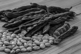 Image result for Mucuna pruriens