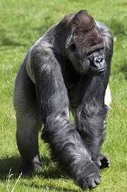 Leopard vs hyena real fight ►► lion crocodile gorilla (big baboon) cheetah wild animal att. Bokito Gorilla Wikipedia