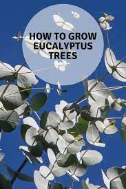Follow These Gardening Tips To Grow Eucalyptus Plants Don T Miss These Tips On How To Soften The Seed Coa Eucalyptus Plant Indoor Eucalyptus Tree Garden Pests